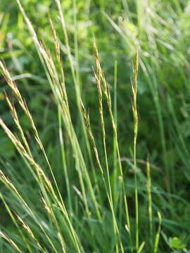 Helictochloa pratensis (L.) Romero Zarco resmi