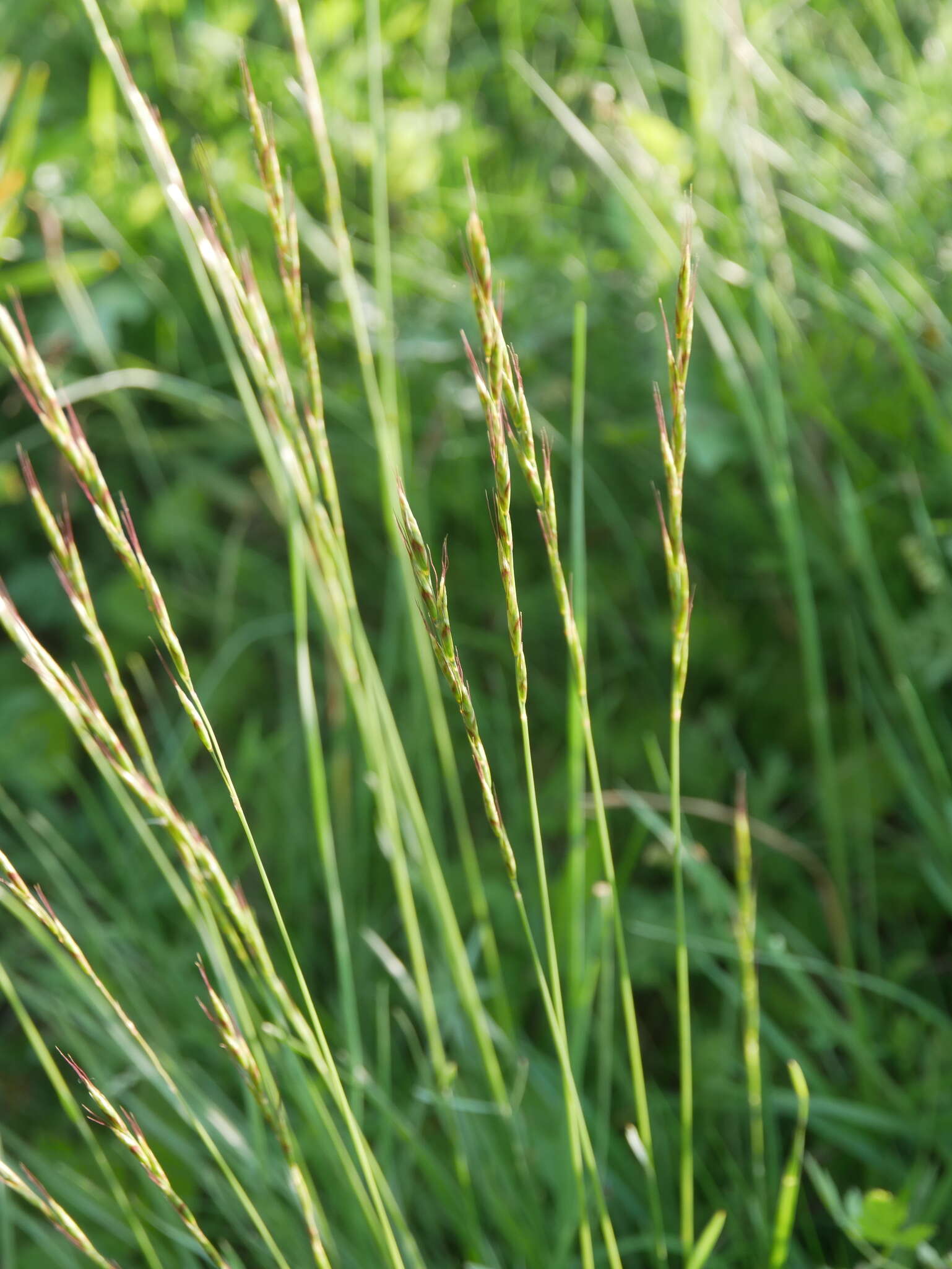 Imagem de Helictochloa pratensis (L.) Romero Zarco