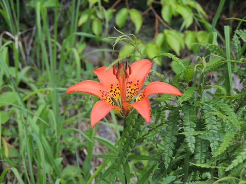 Image of wood lily