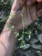 Image of graceful bedstraw