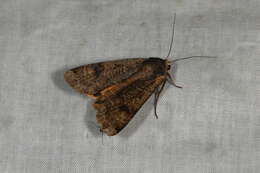 Image of Large Yellow Underwing