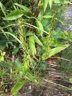 Image of palegreen orchid