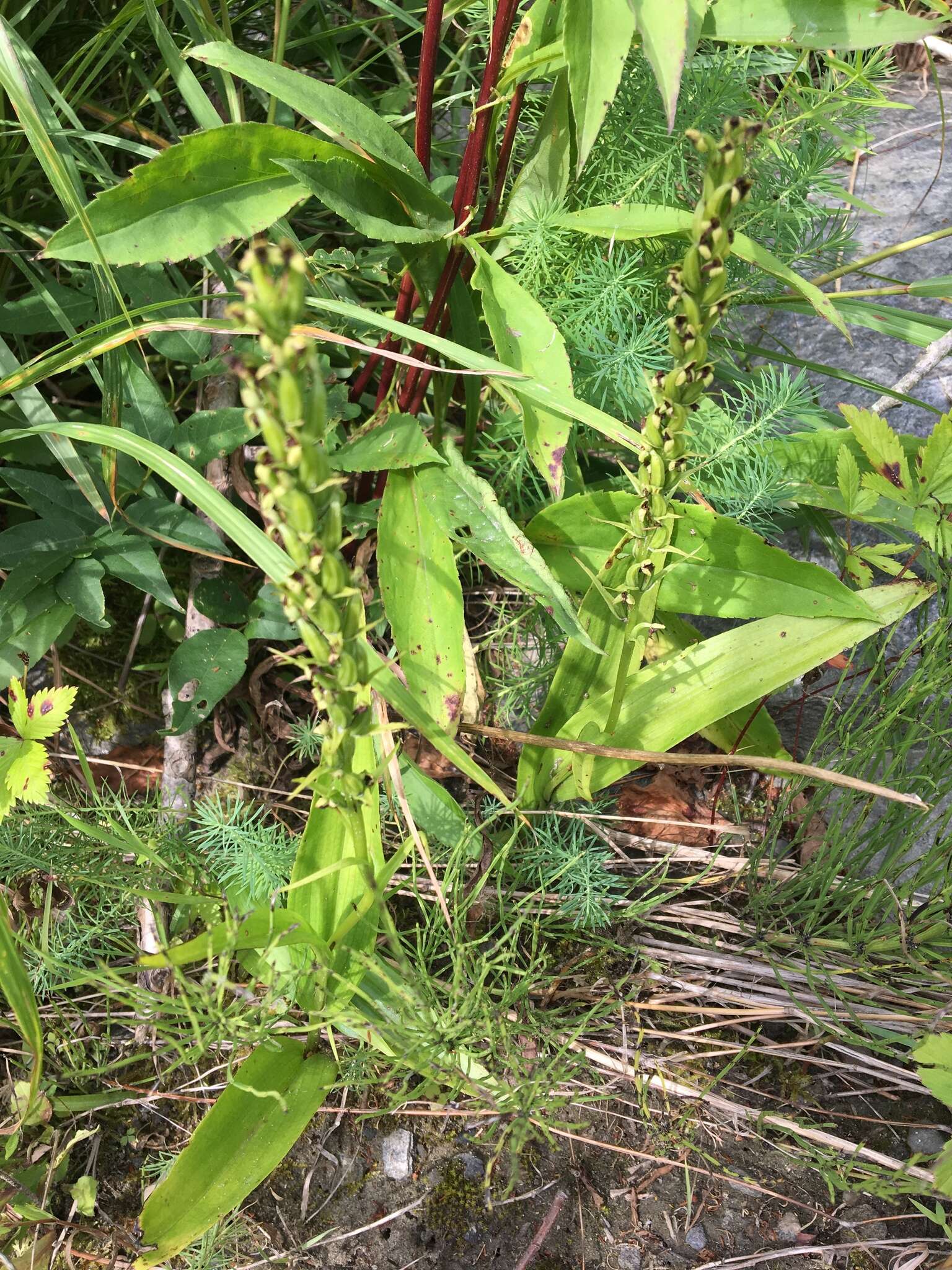 Слика од Platanthera flava var. herbiola (R. Br.) Luer