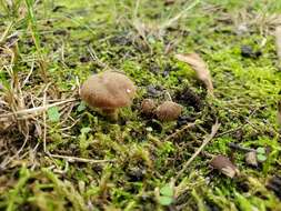 Слика од Cortinarius pilatii Svrček 1968