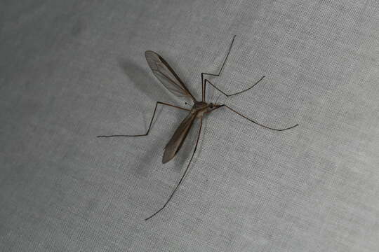 Image of Marsh crane fly