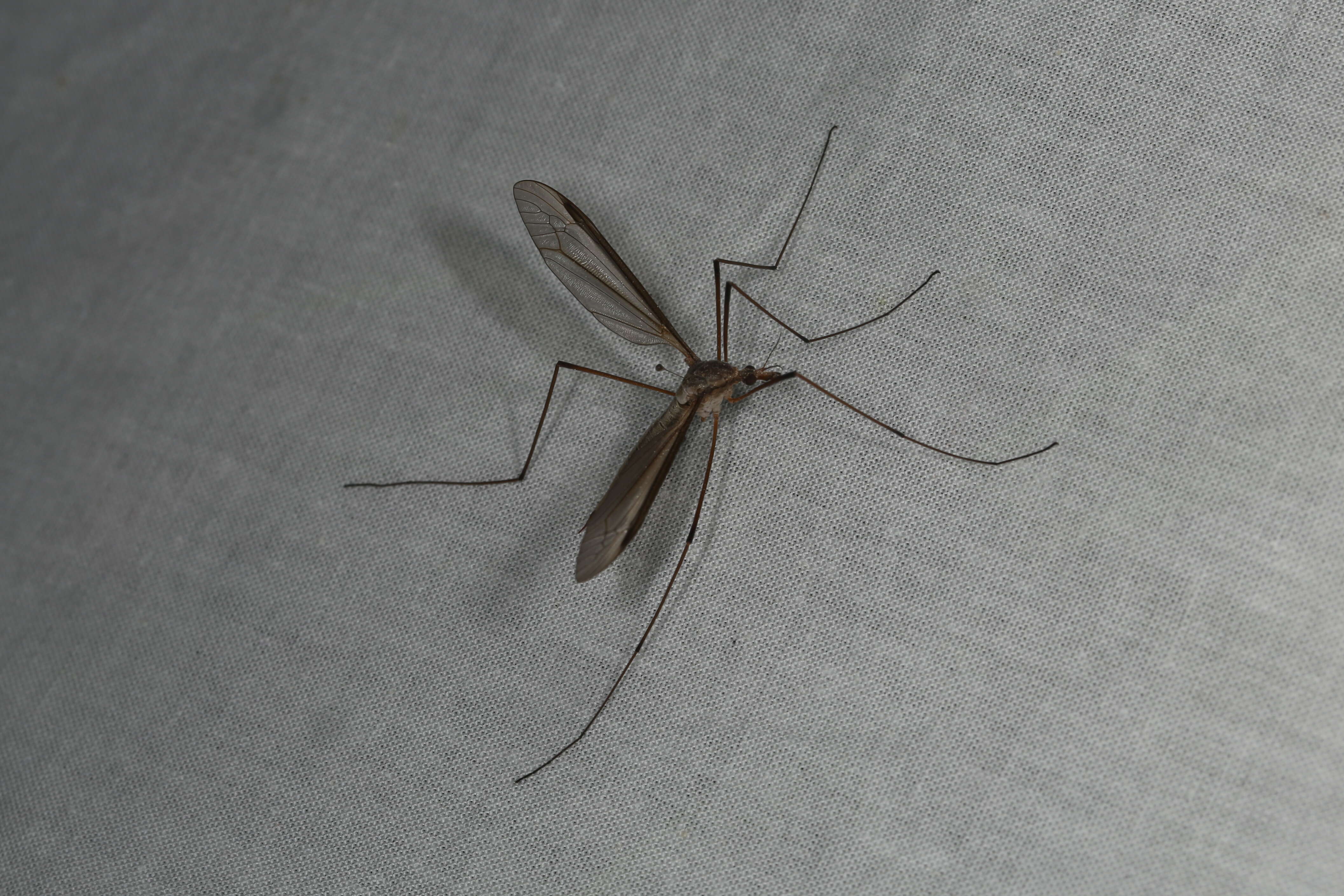 Image of Marsh crane fly