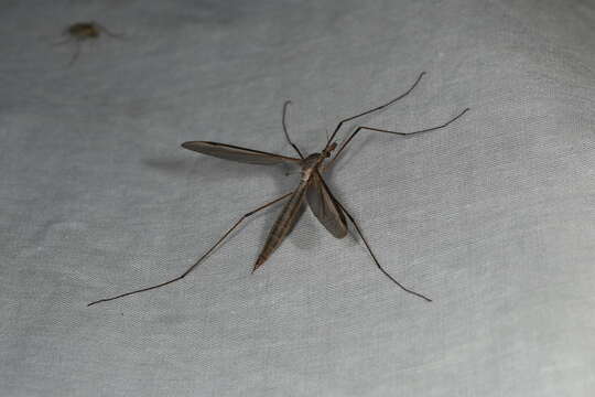 Image of Marsh crane fly