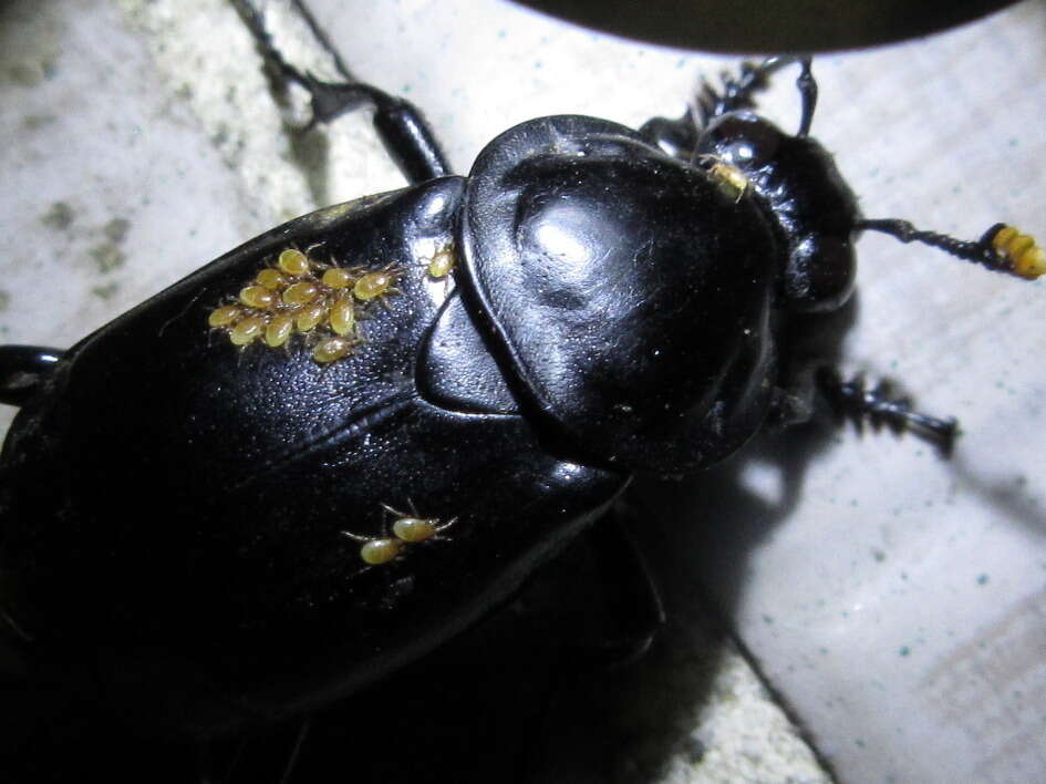 Image of Nicrophorus (Nicrophorus) concolor (Kraatz 1877)