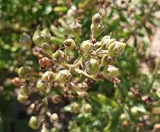 Image de Scrophularia sublyrata Brot.