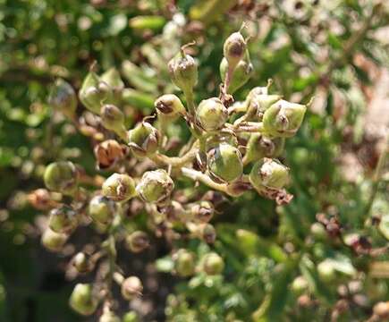 Image de Scrophularia sublyrata Brot.