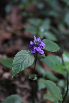 Image de Anisosepalum humbertii (Mildbr.) E. Hossain