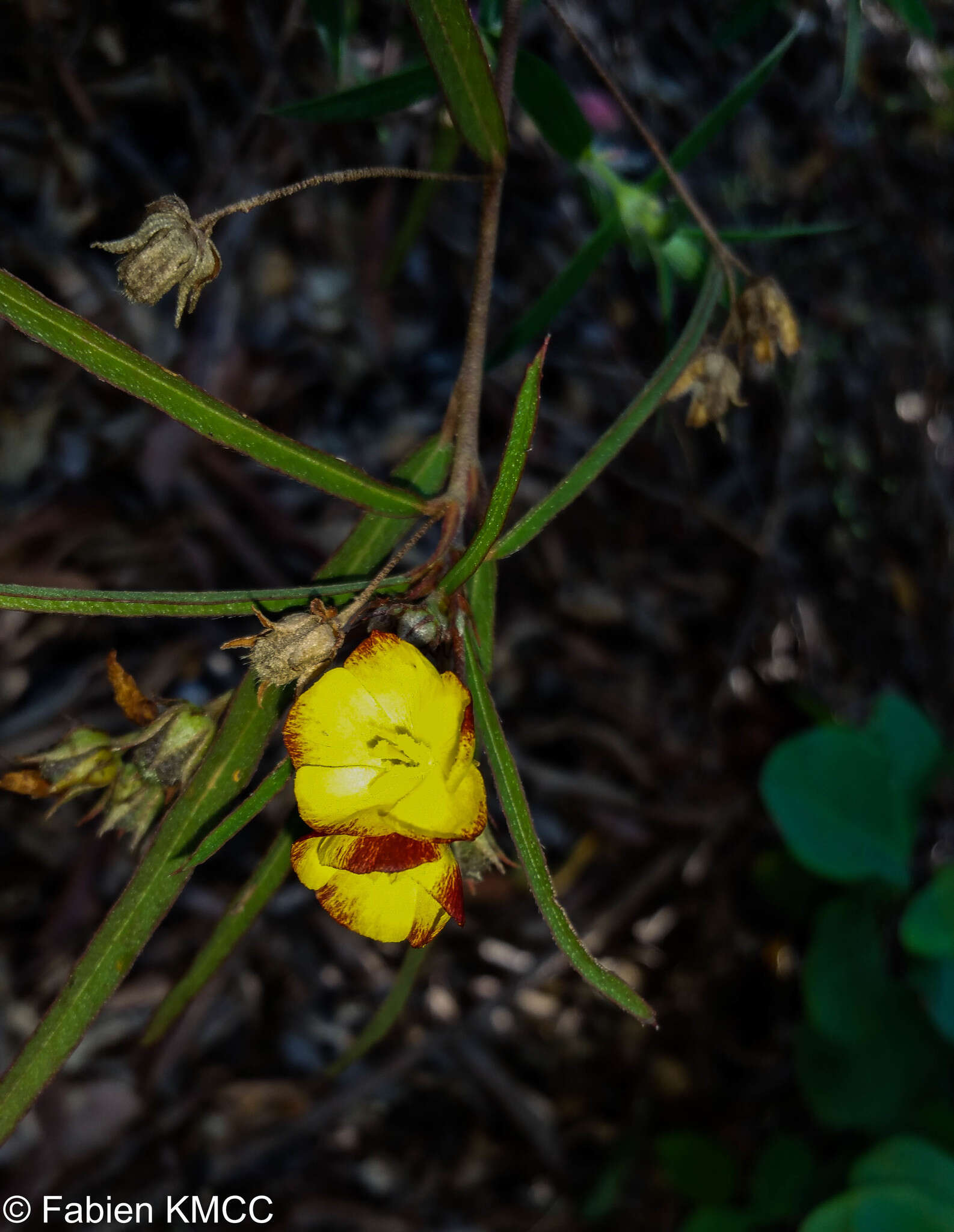 Cheirolaena linearis Benth. resmi