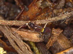 Orchesella cincta (Linnæus & C 1758)的圖片