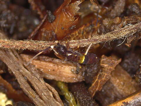 Image of hairy-back girdled springtail