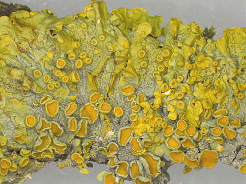 Image of orange wall lichen