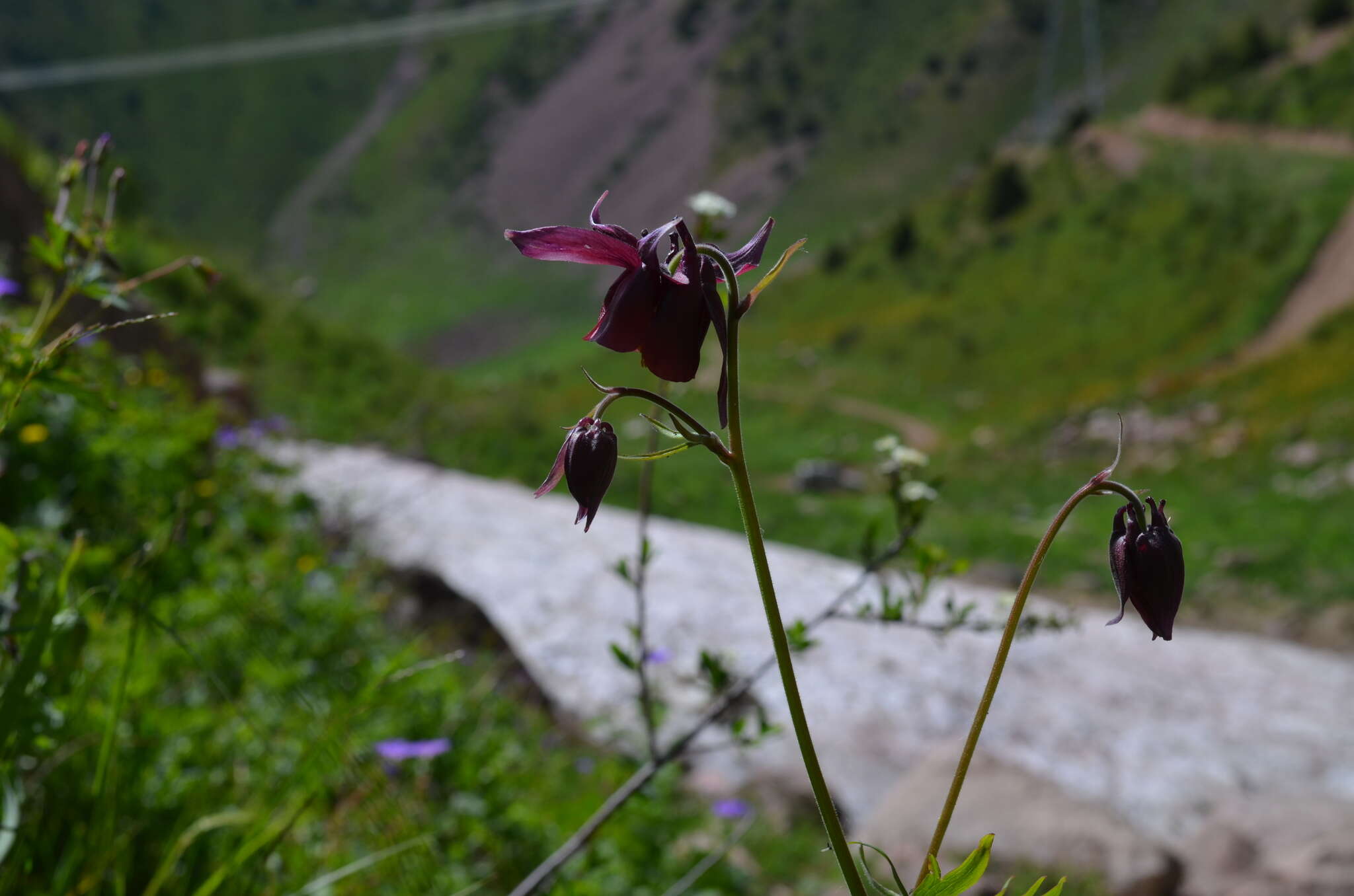 Image of Aquilegia atrovinosa M. Pop. ex Gamajun.