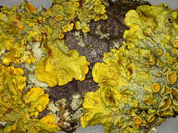 Image of orange wall lichen