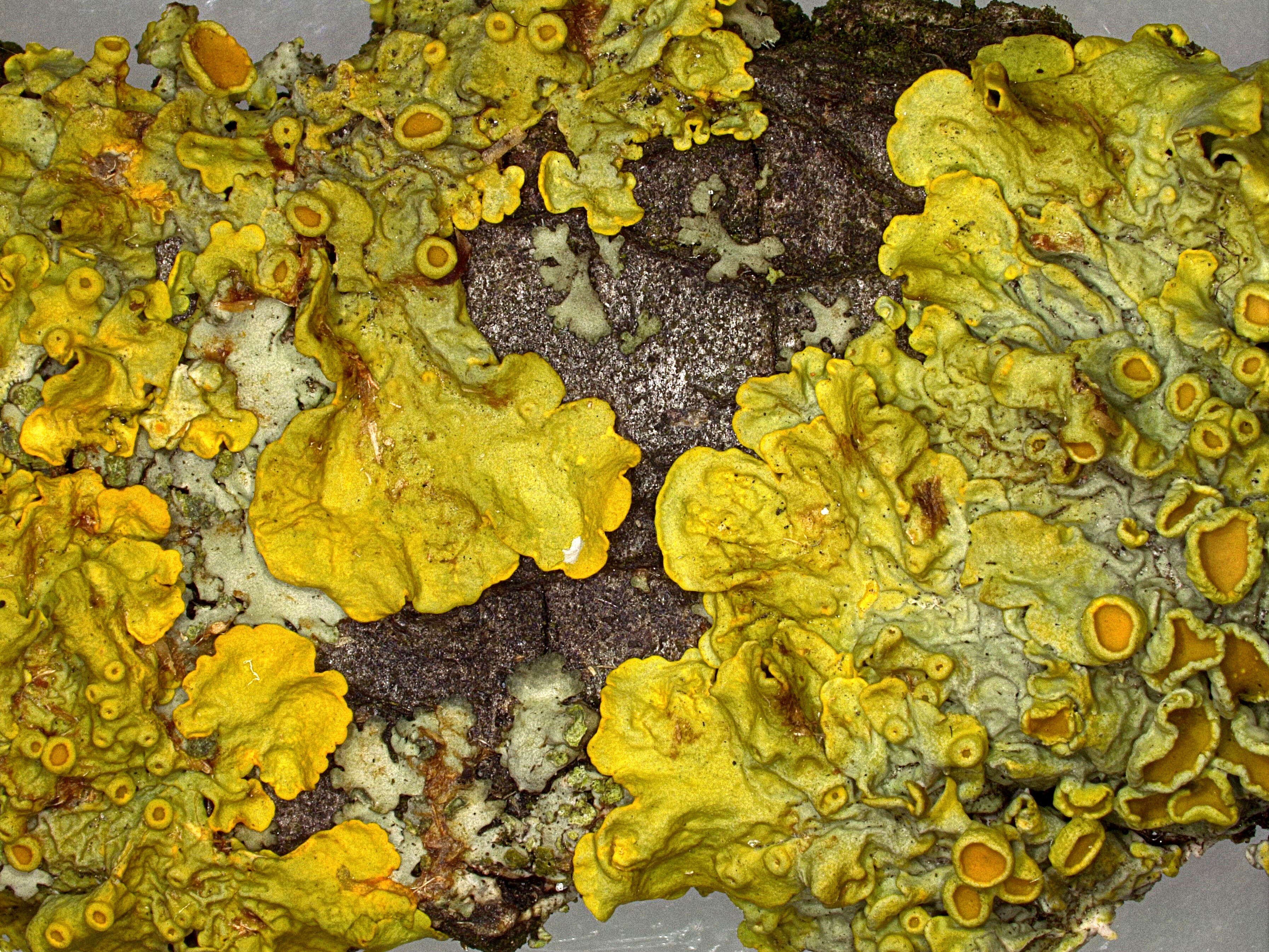 Image of orange wall lichen