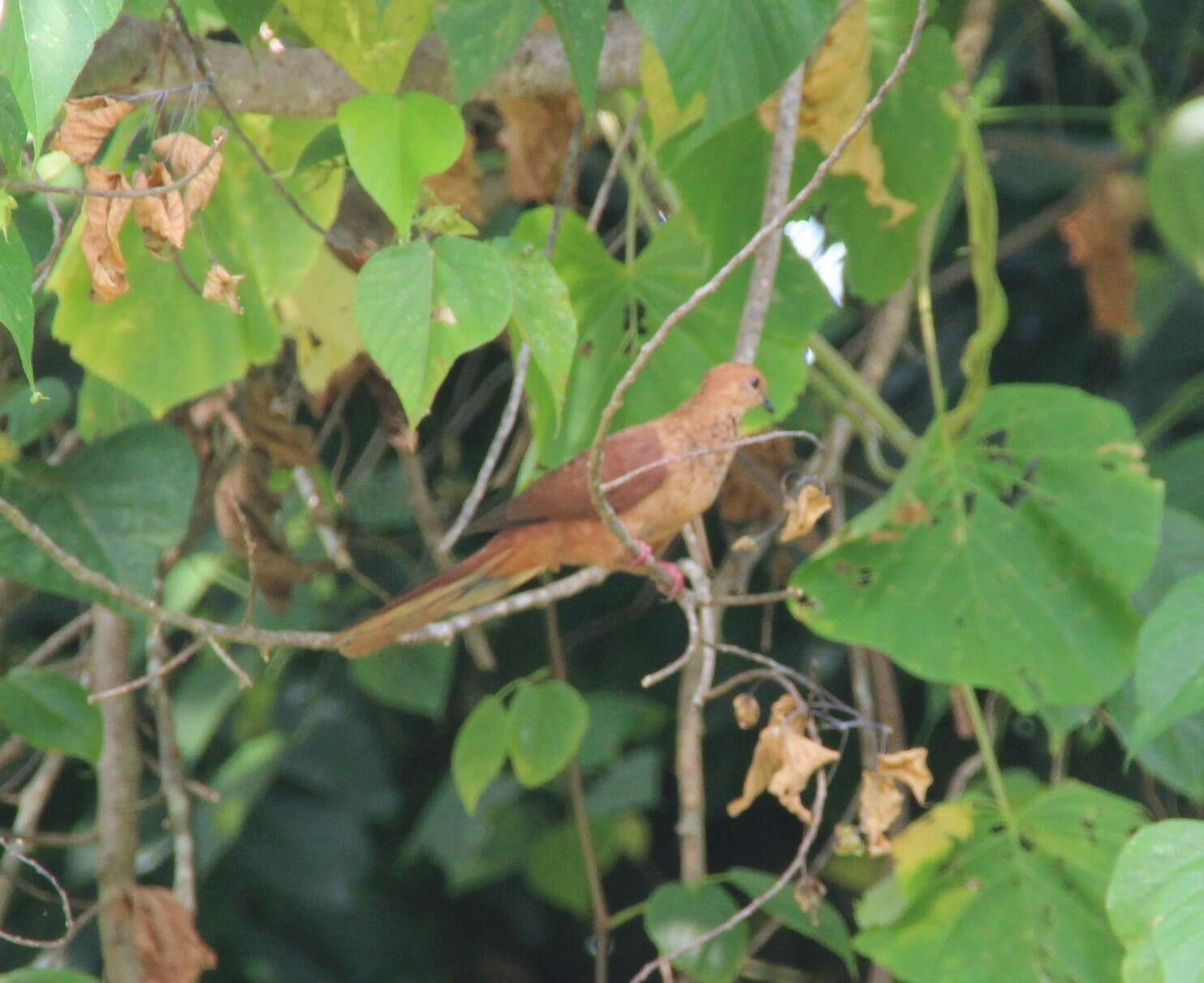 Image of MacKinlay's Cuckoo-Dove