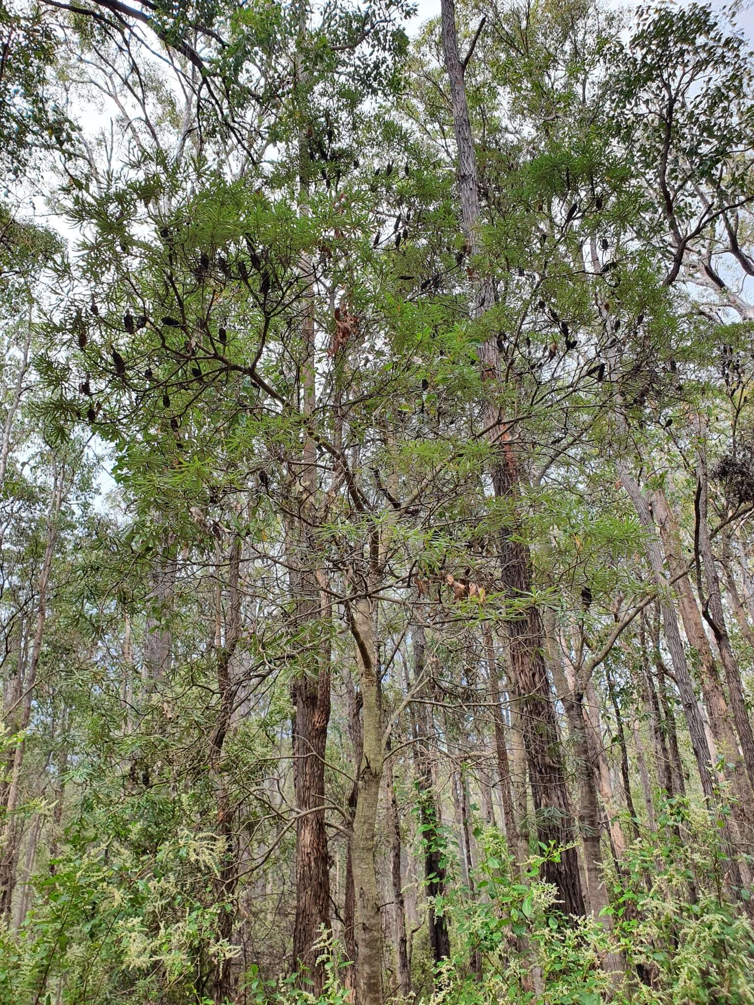 Image of Banksia seminuda (A. S. George) B. L. Rye