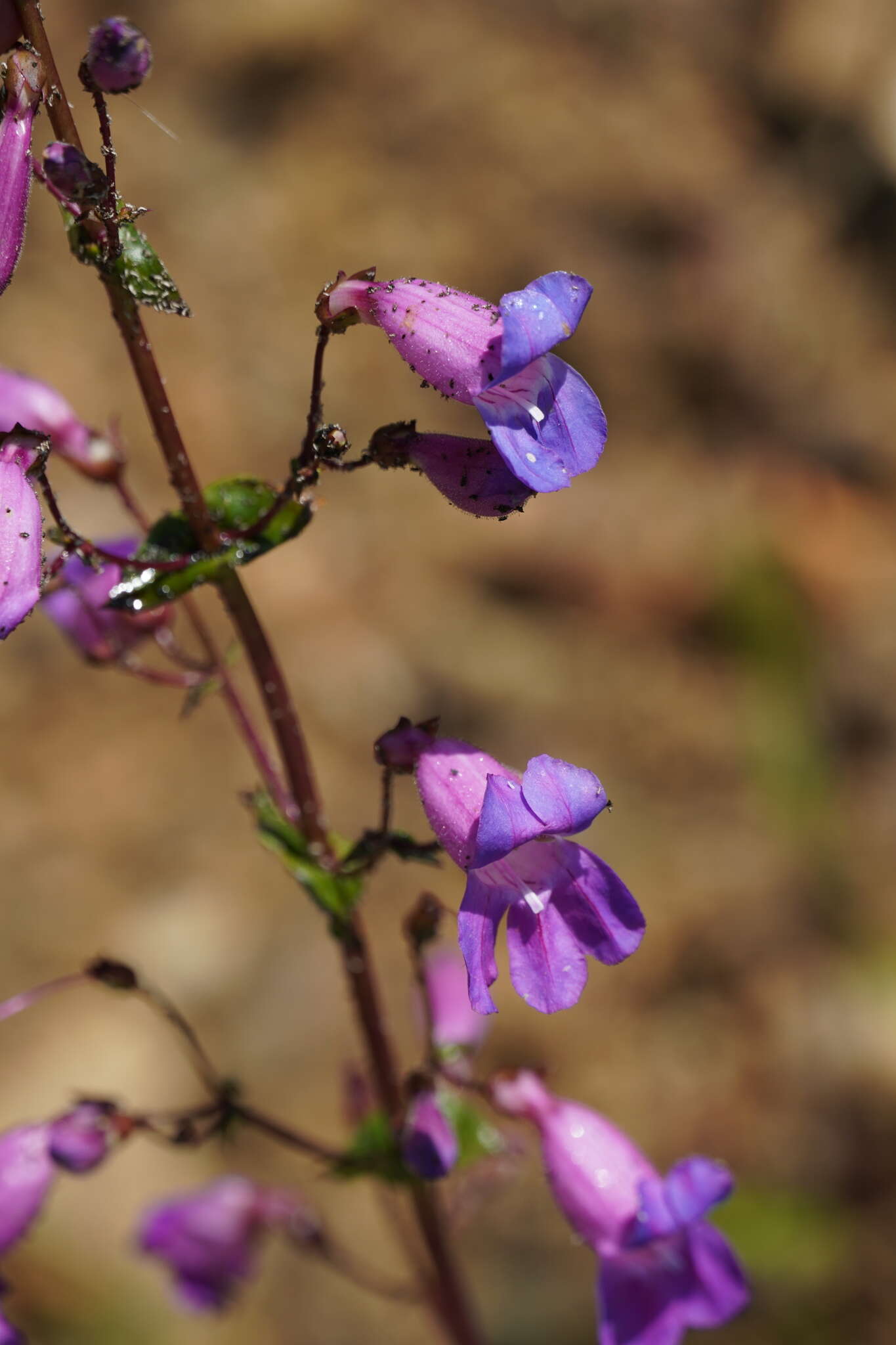 Слика од Penstemon spectabilis var. spectabilis