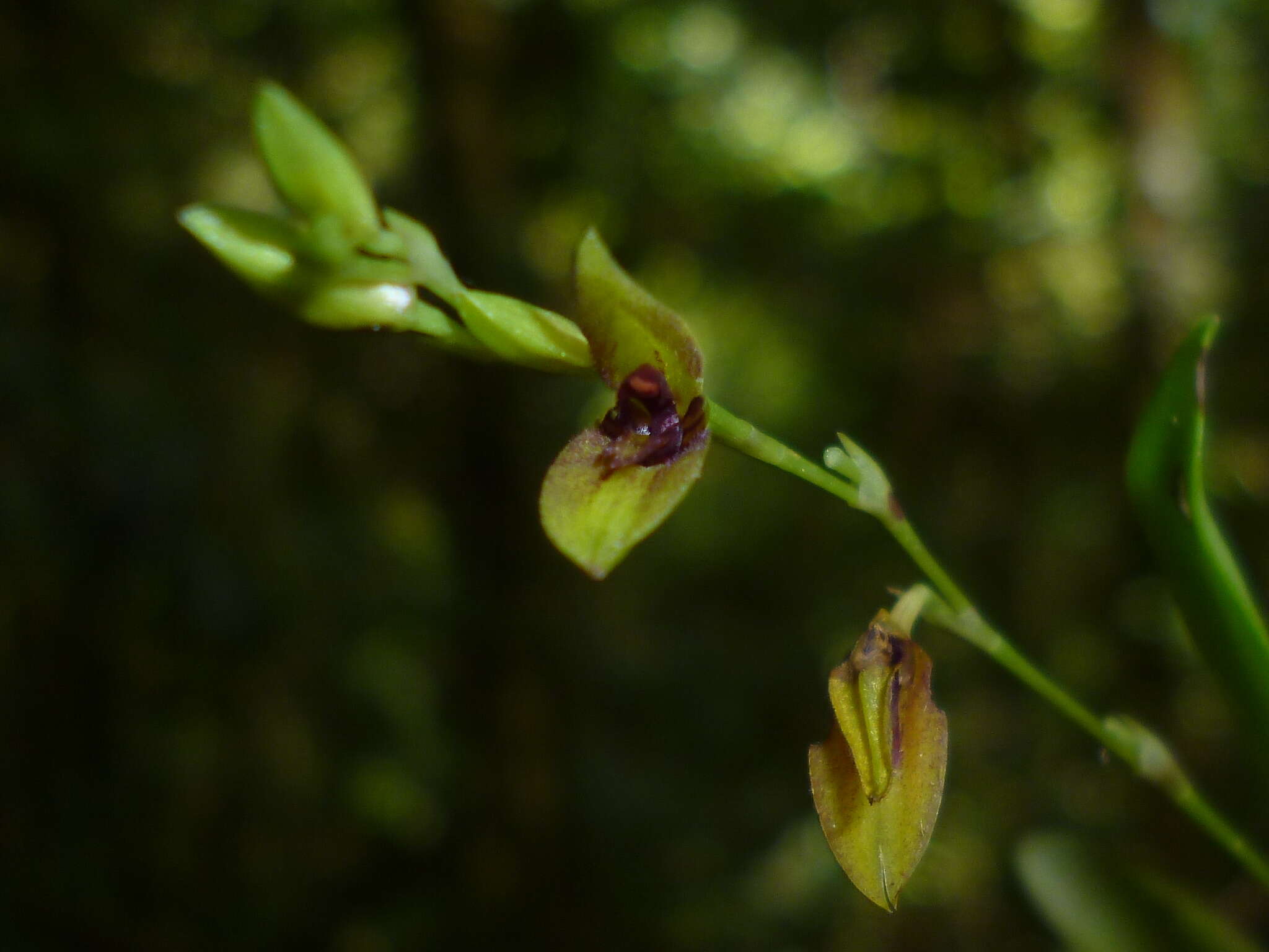 Imagem de Stelis segoviensis (Rchb. fil.) Pridgeon & M. W. Chase