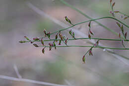 Plancia ëd Ancistrachne uncinulata (R. Br.) S. T. Blake