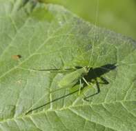 Imagem de Phaneroptera (Phaneroptera) nana Fieber 1853