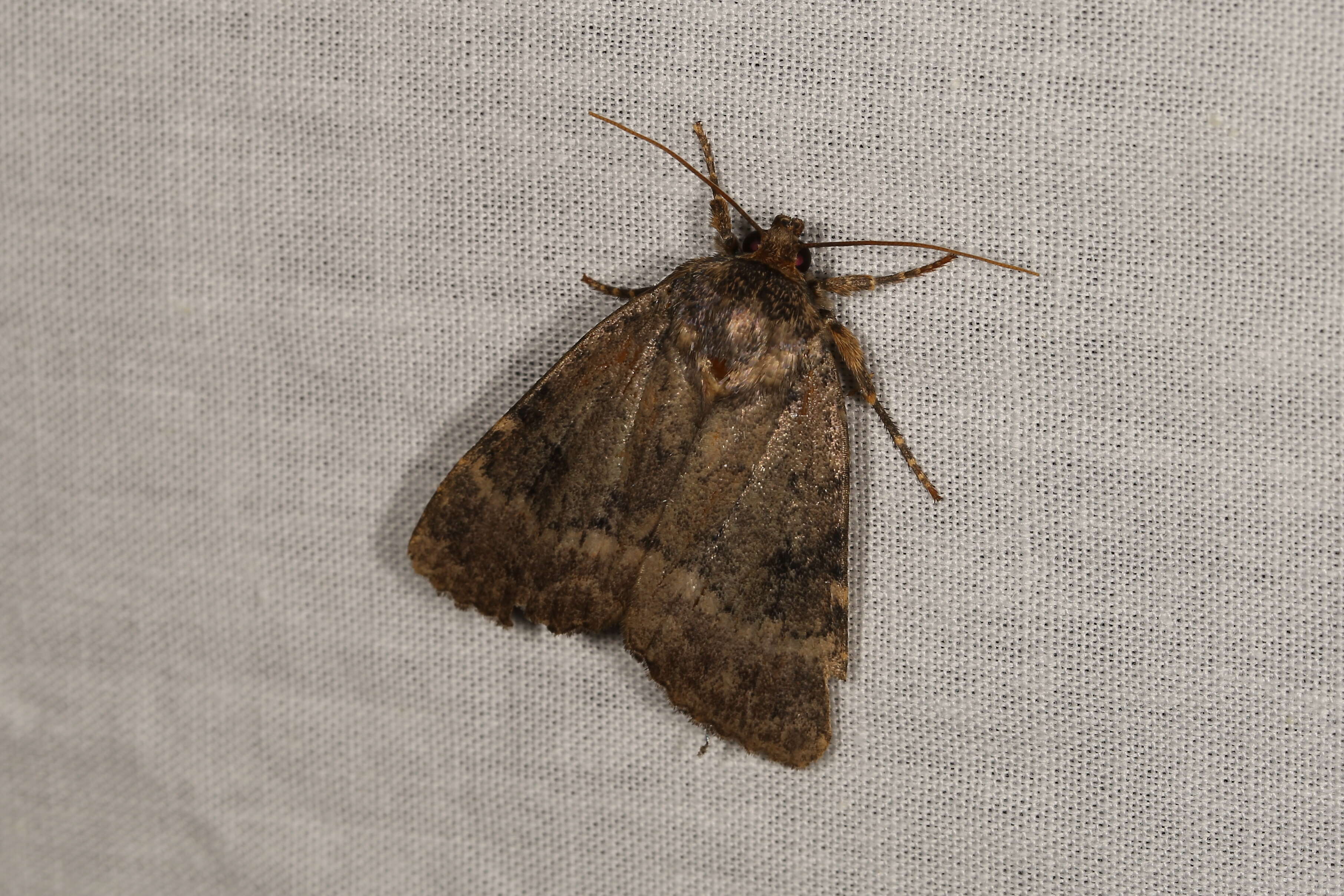 Image of copper underwing