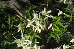 Image of Clematis linearifolia Steud.