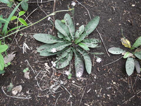 Image of wheatspike scalystem