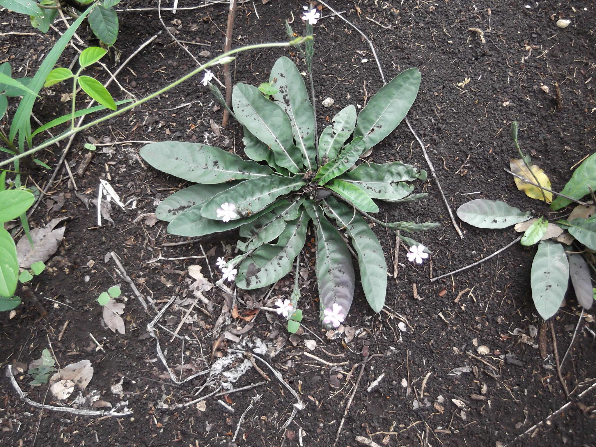 Image of wheatspike scalystem