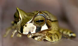 Image of Horned Marsupial Frog