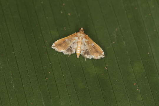 Image of Neoleucinodes alegralis