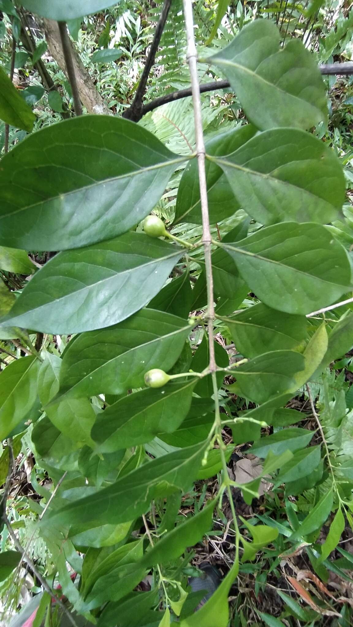 Image of Cyclophyllum