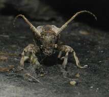 Image of Long-horned beetle