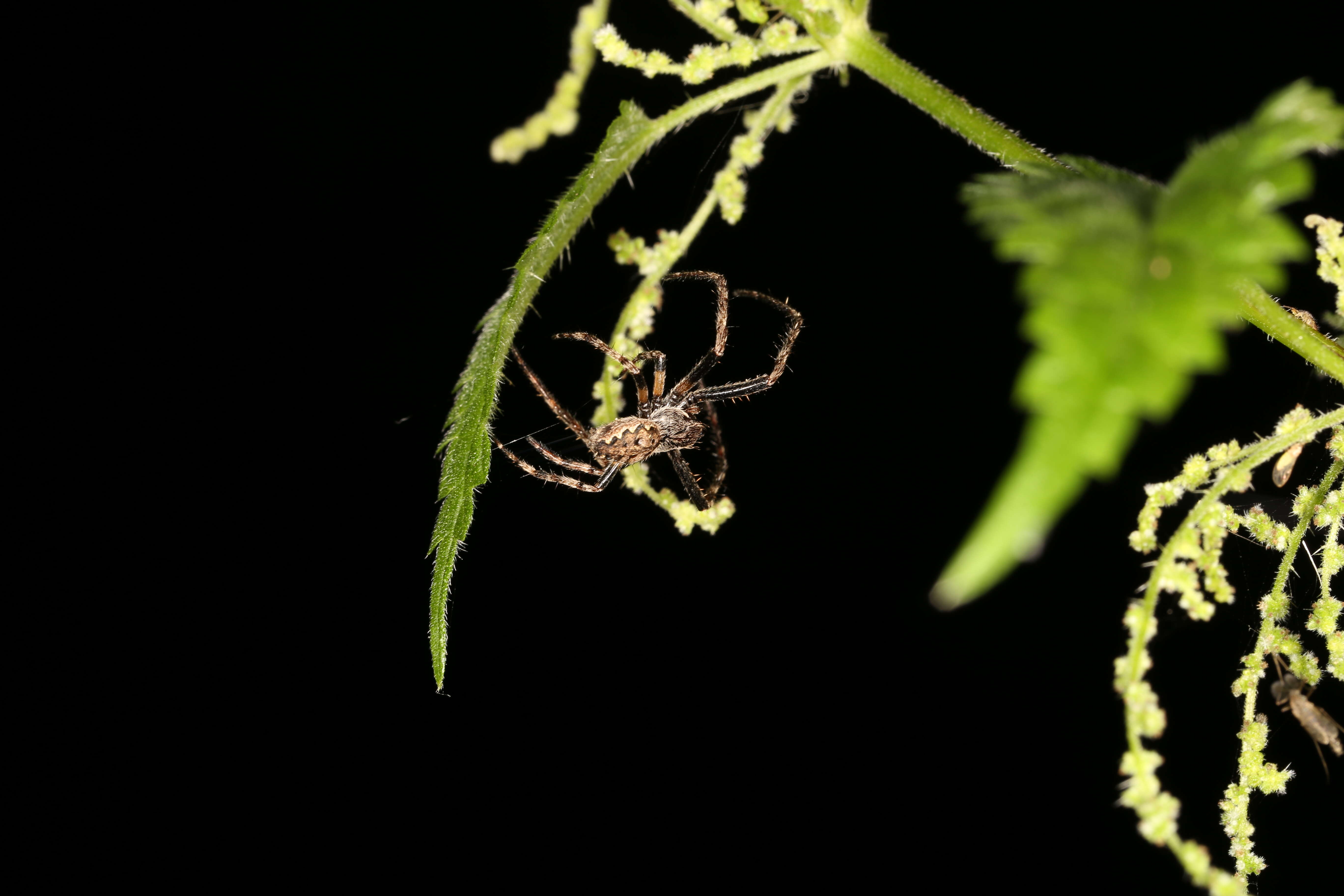 Image of Walnut Orb-Weaver Spider