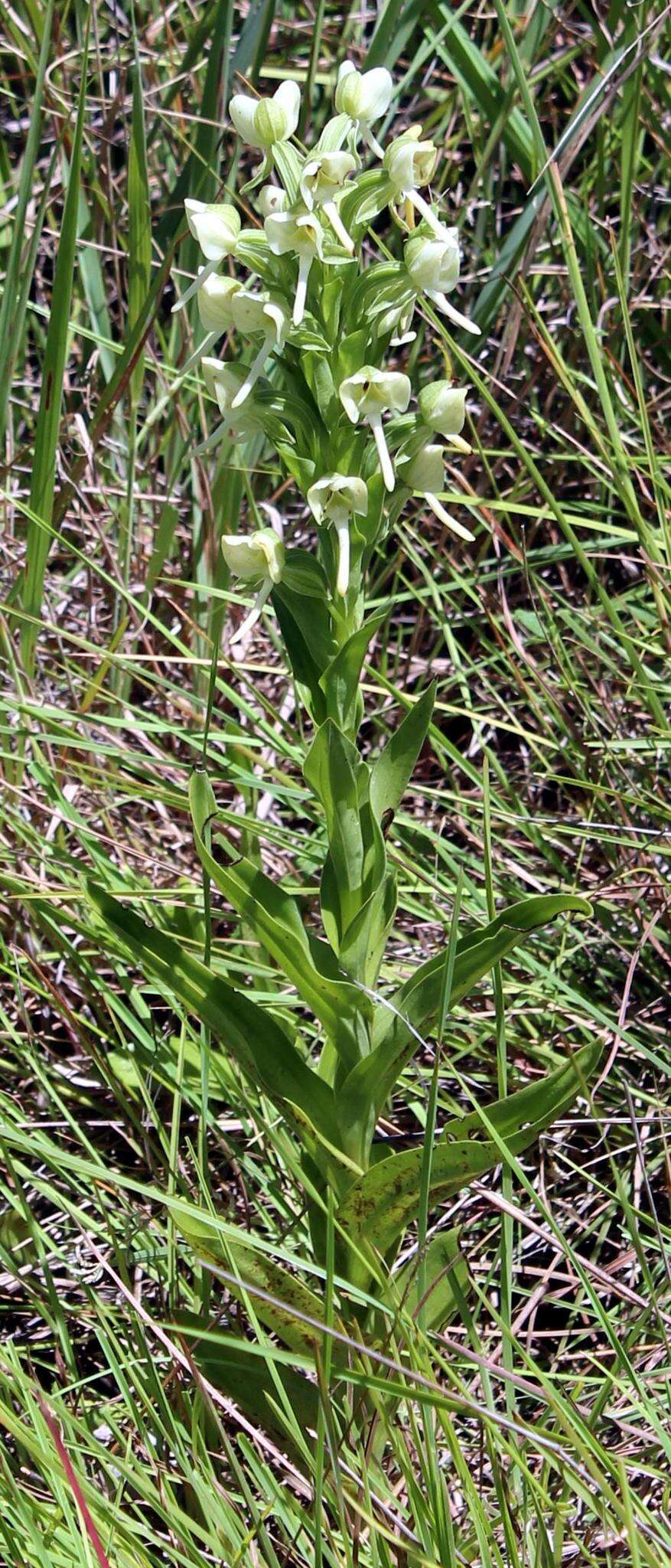 Image of Habenaria epipactidea Rchb. fil.