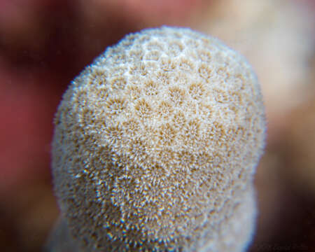 Image of Stony coral