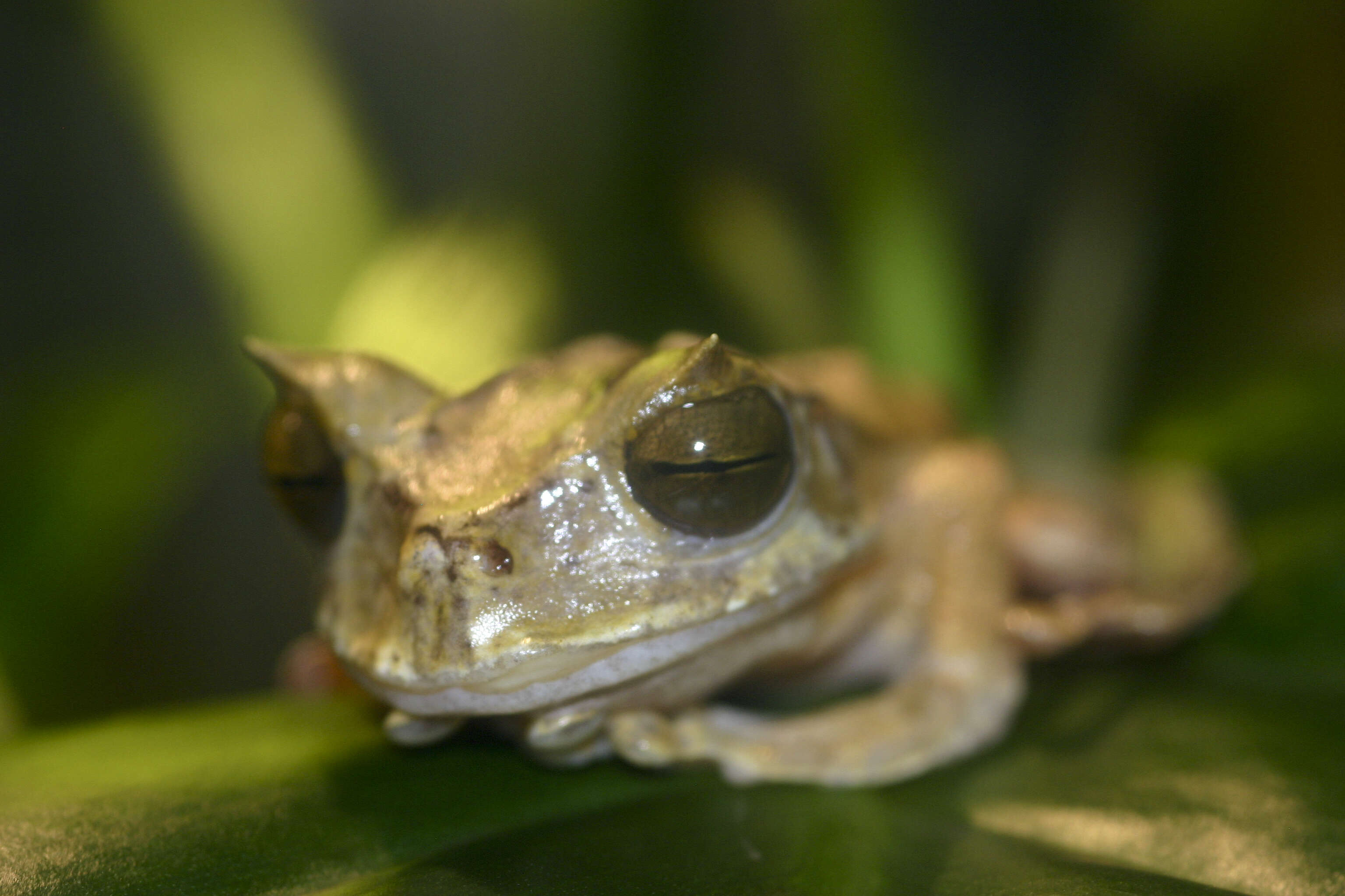 Image of Horned Marsupial Frog