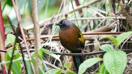 Image of Malayan Laughingthrush