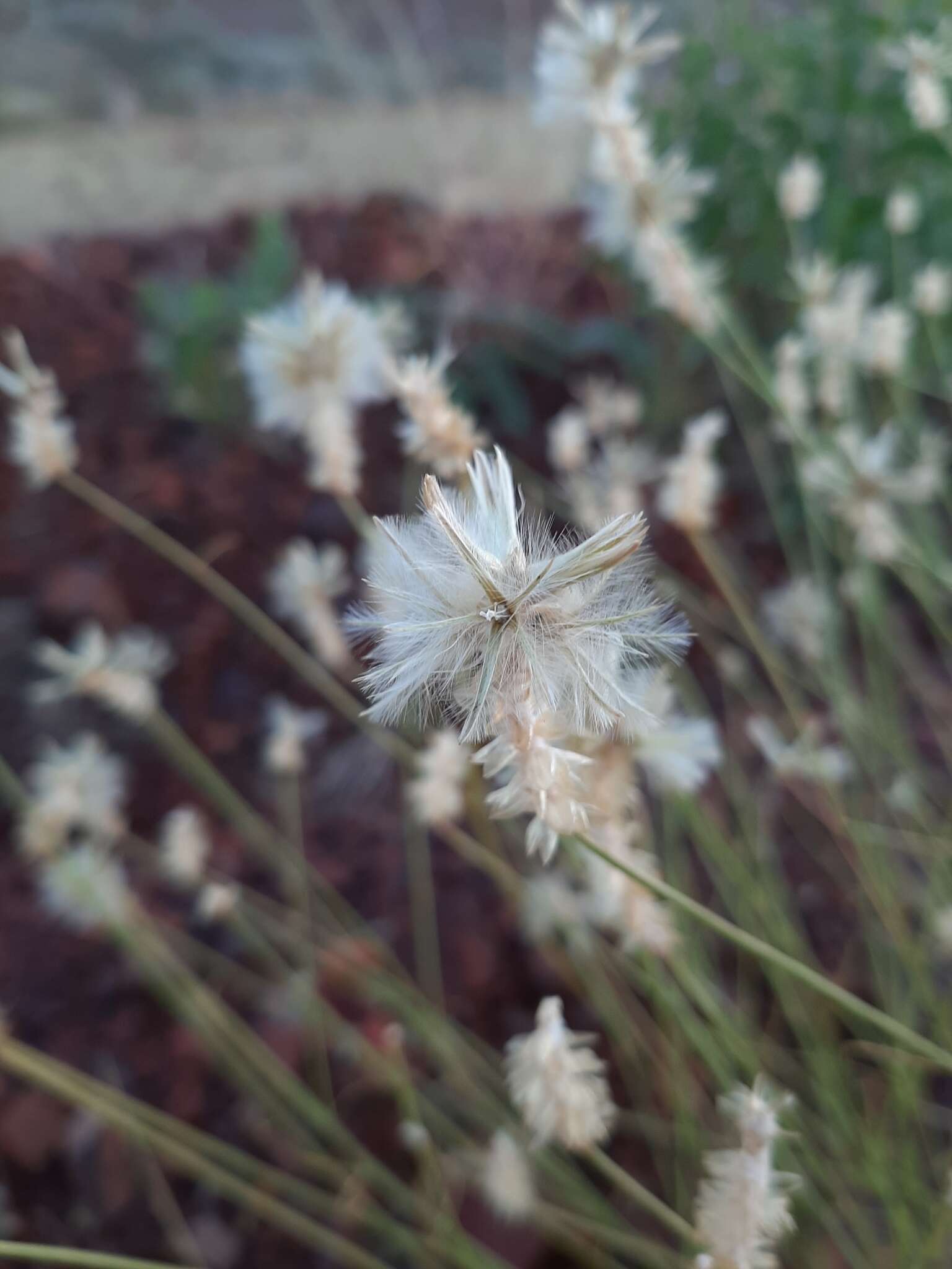 Image of Ptilotus fusiformis (R. Br.) Poir.