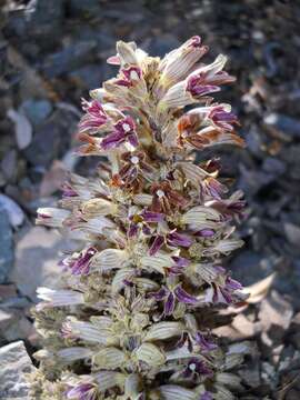 Image of conifer broomrape