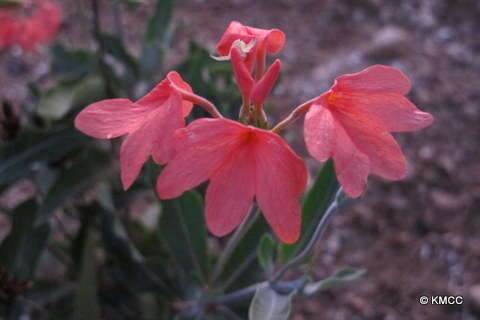 Image of Crossandra longipes S. Moore