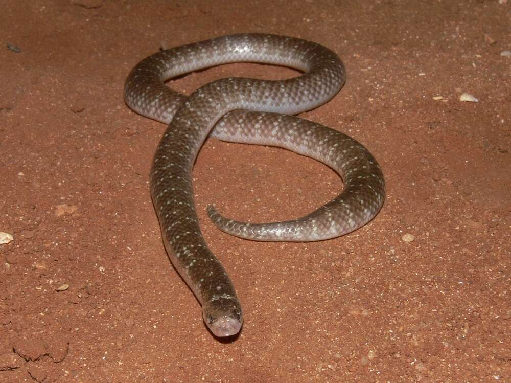 Image of North-western Shovel-nosed Snake