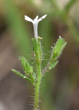 Plancia ëd Allophyllum integrifolium (A. Brand) A. D. & V. E. Grant