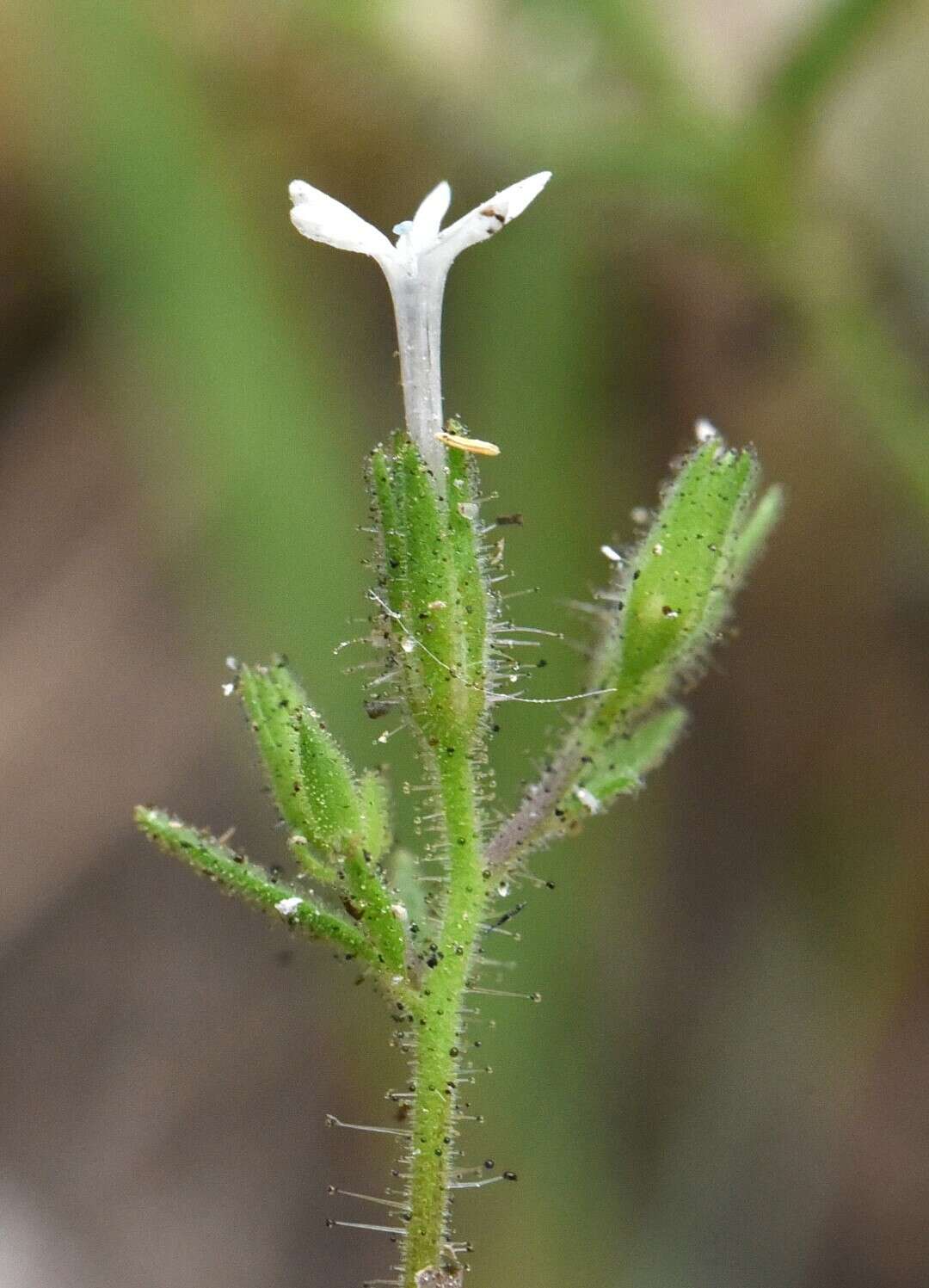 Plancia ëd Allophyllum integrifolium (A. Brand) A. D. & V. E. Grant