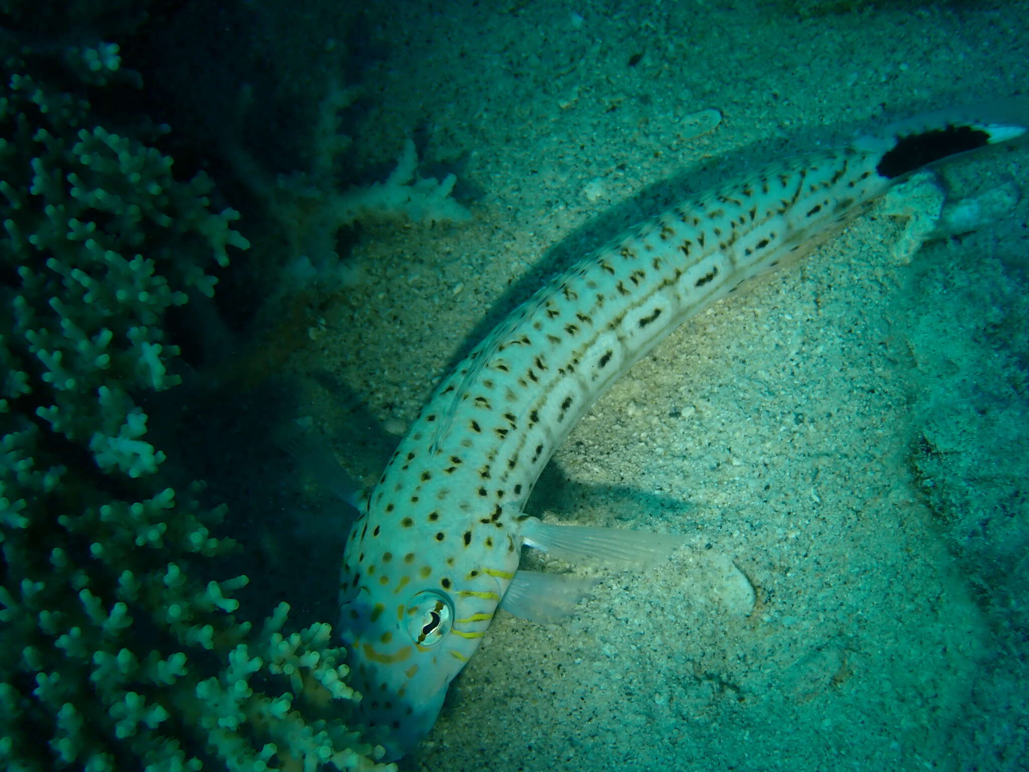 Image of Parapercis xanthogramma Imamura & Yoshino 2007