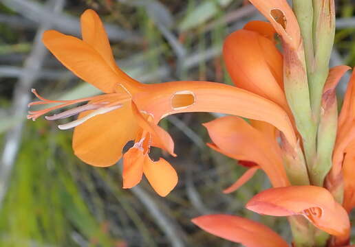 صورة Watsonia pillansii L. Bolus