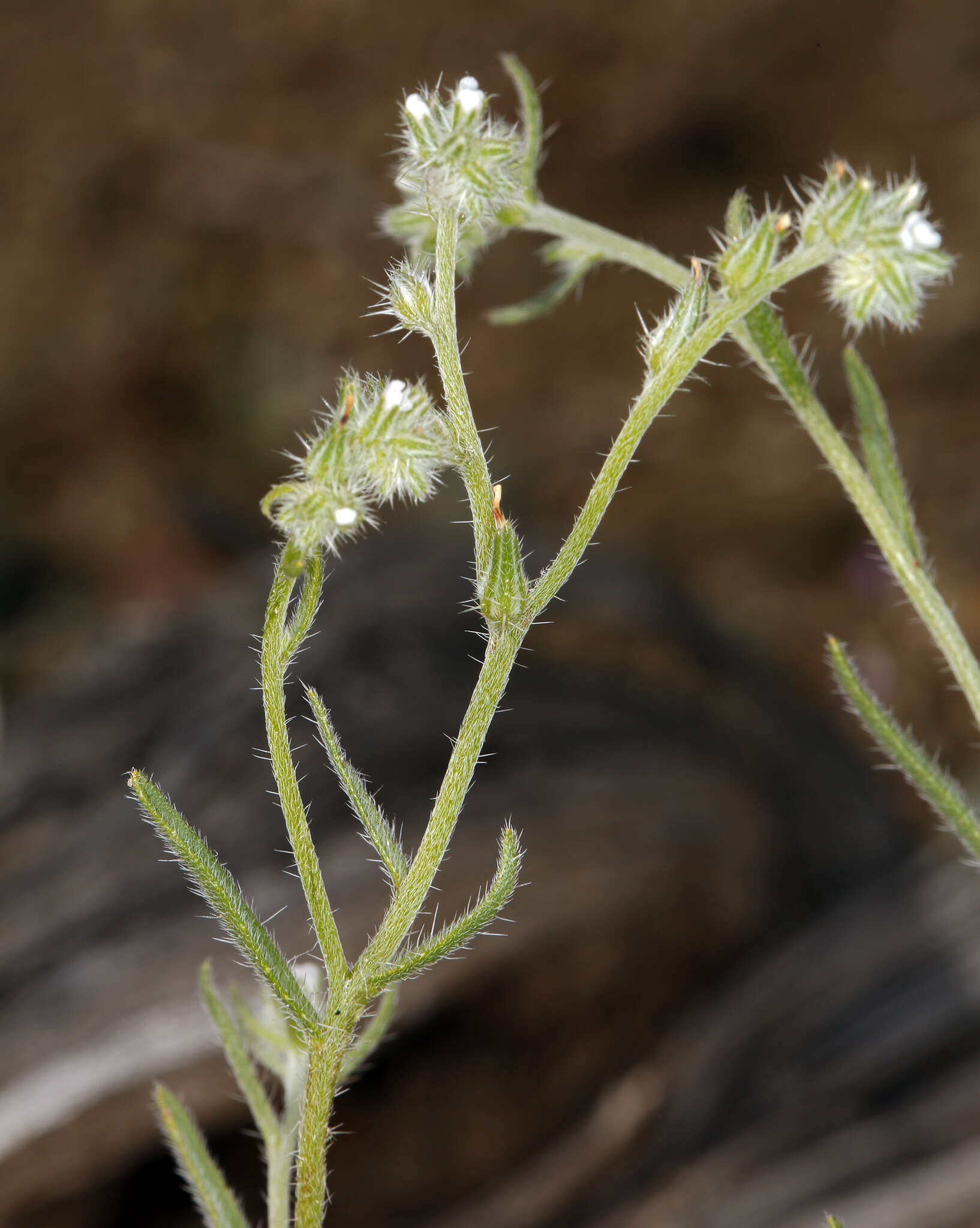 Image de Cryptantha scoparia A. Nels.